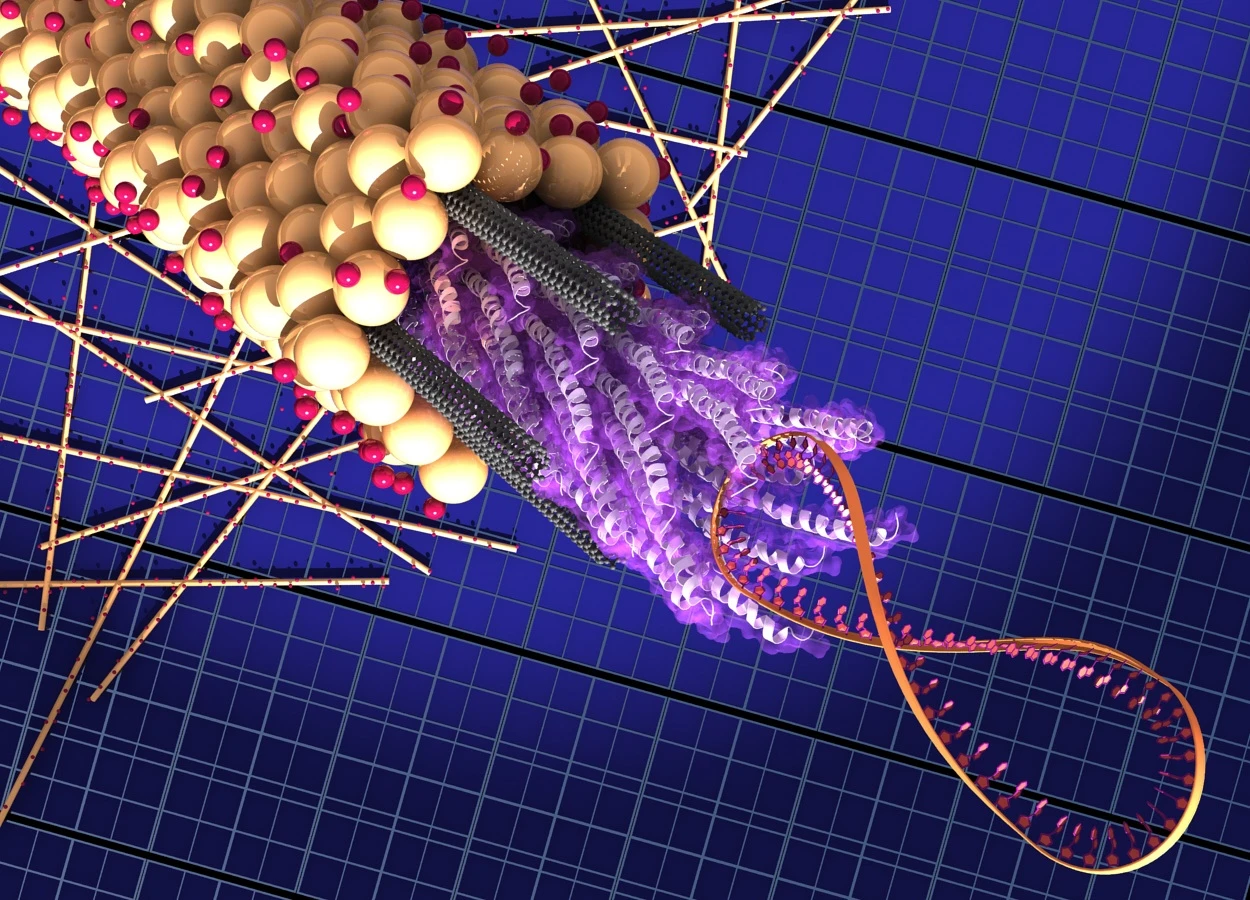 The M13 virus consists of a strand of DNA (the figure-8 coil on the right) attached to a bundle of proteins called peptides - the virus coat proteins which attach to the carbon nanotubes and hold them in place. A coating of titanium dioxide (yellow spheres) attached to dye molecules (pink spheres) surrounds the bundle. (Image: Matt Klug, Biomolecular Materials Group)