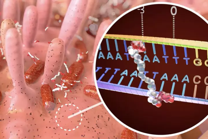 A toxin released by gut bacteria has been found to cause DNA mutations in intestinal cells that can lead to bowel cancer