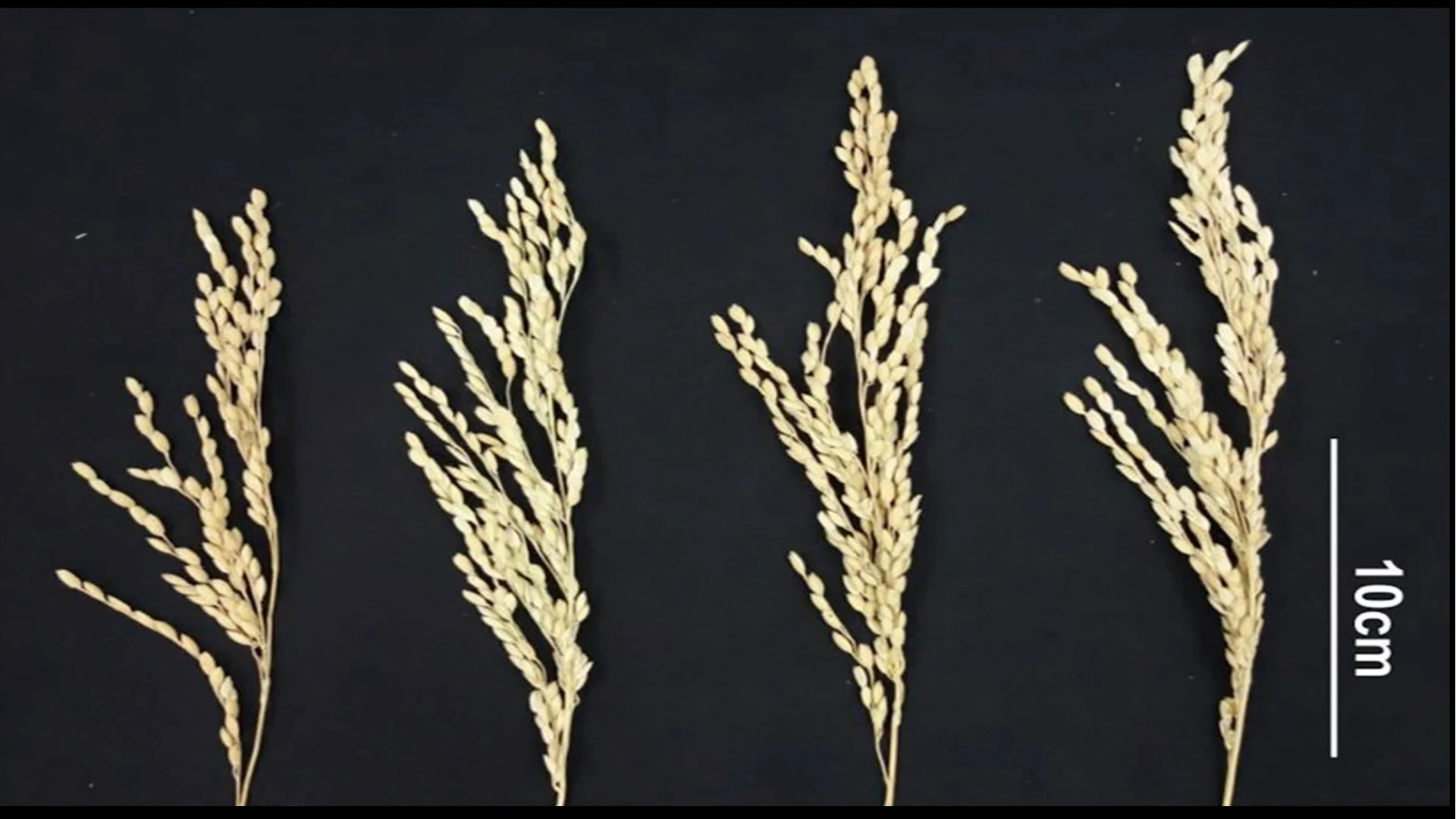 On the far left is a wild, unenhanced rice plant, and the other three display improved growth and grain from the new bioengineering technique