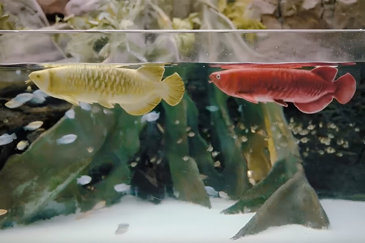 Amazingly lifelike robofish is made for maintenance-free aquariums