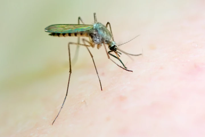 A compound known as (+)-SJ733 has shown promise in tackling the spread of malaria (Photo: Shutterstock)