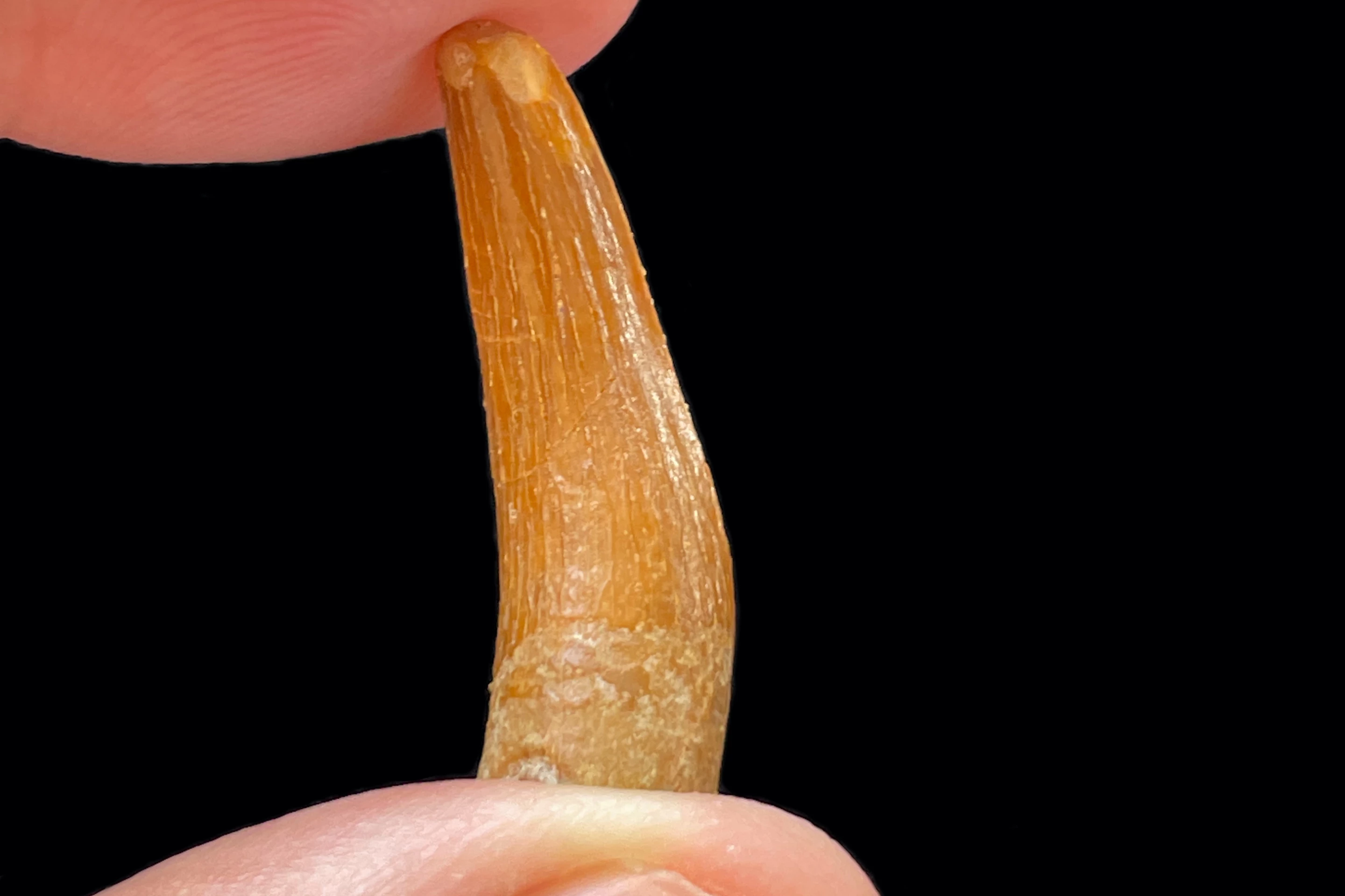 One of the teeth found in the deposit