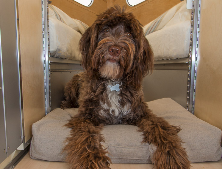 The Lithium+ comes standard with a dog bed