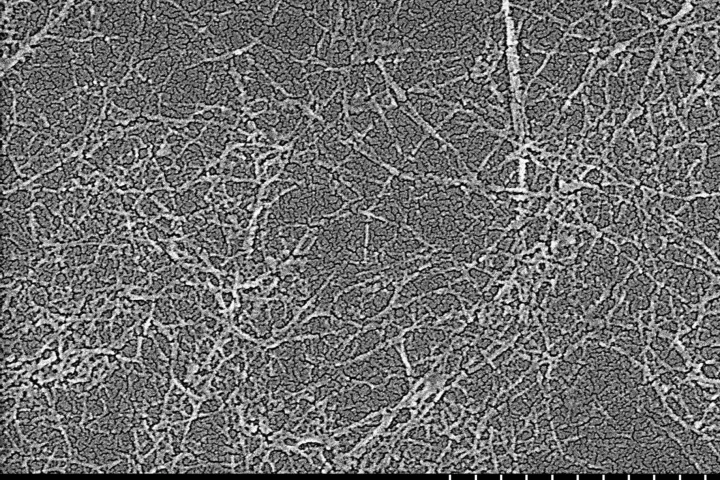 A microscope image of CNF fibers made via the new process (Image: Edinburgh Napier University)