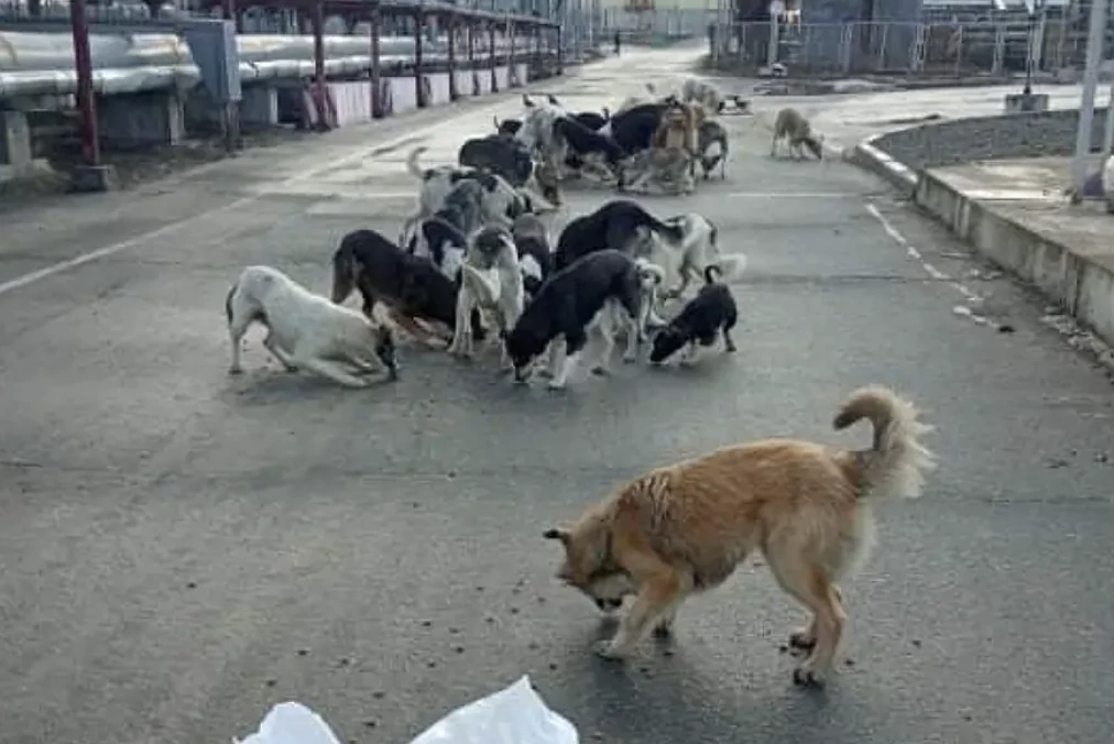 Dogs of Chornobyl feed and treat the hundreds of strays who are descendants of pets and working animals left behind