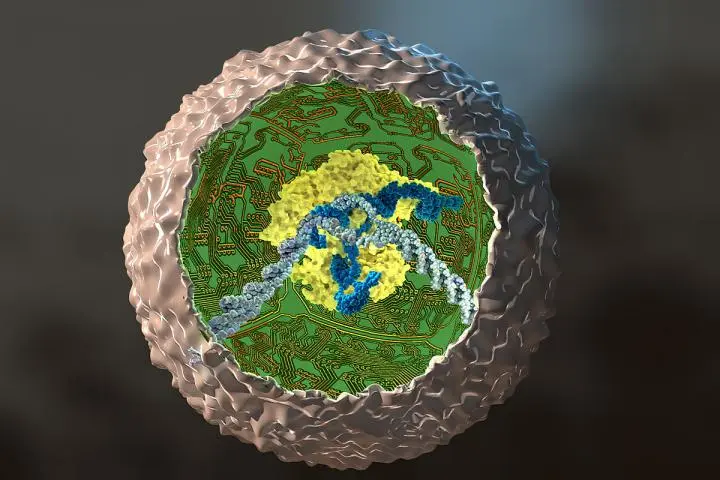 An artist's impression of the reengineered cell that produces an anti-inflammatory drug when it encounters inflammation