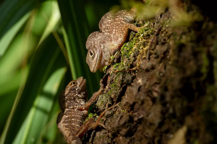 Evolution witnessed in real-time as lizard species collide