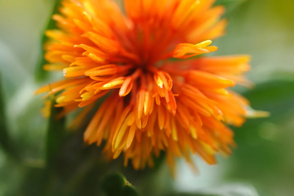 The "super high" oleic acid safflower developed by the CSIRO