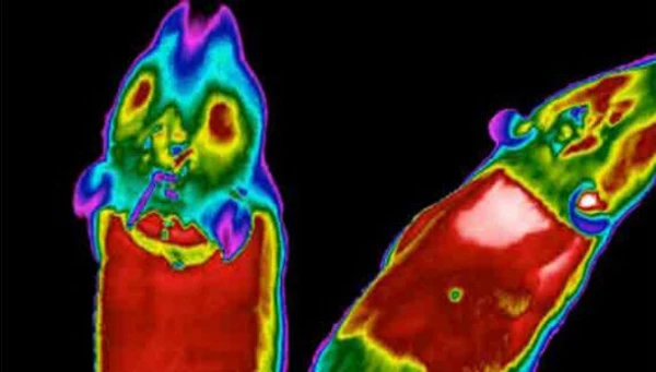Scientists have discovered a protein that activates brown fat (pictured) in mice (Image: Toni Vidal-Puig)
