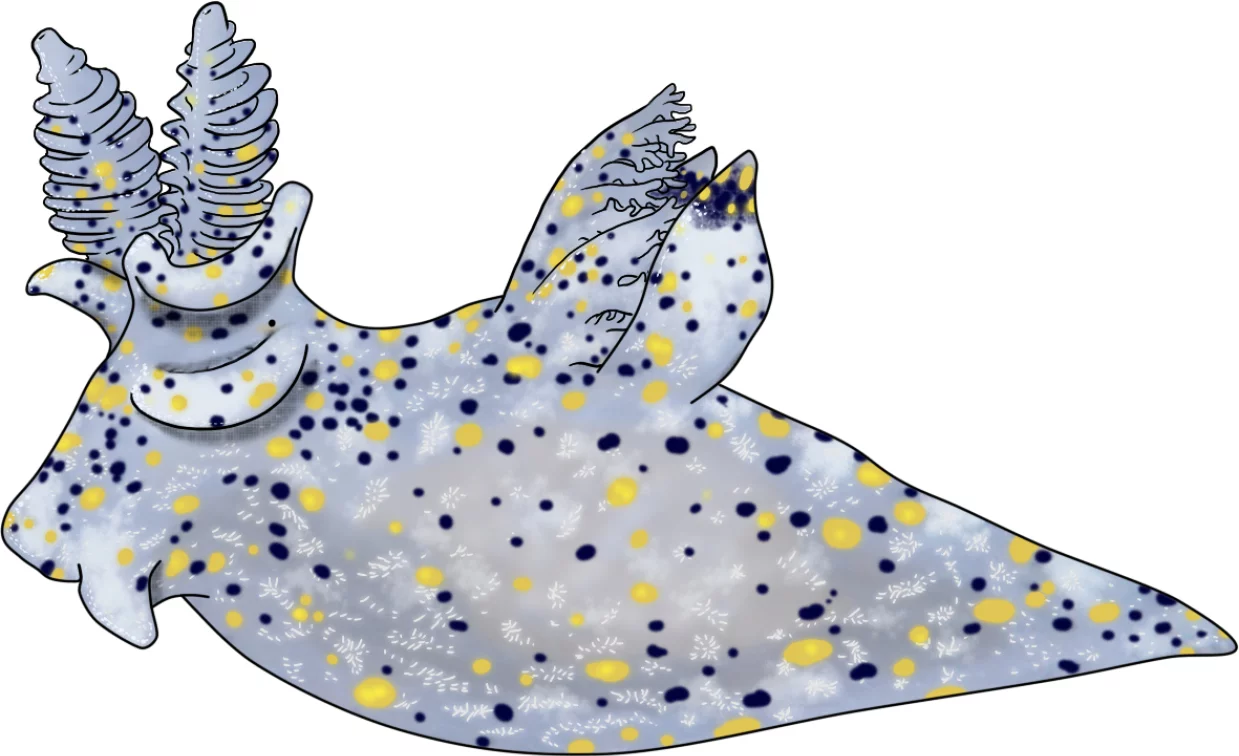 Illustrated appearance and morphological features of Thecacera sesama.