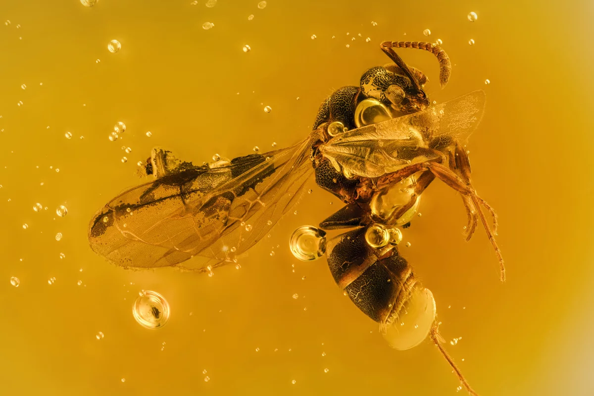 Image of Distinction. 20 million year old winged ant trapped in amber resin