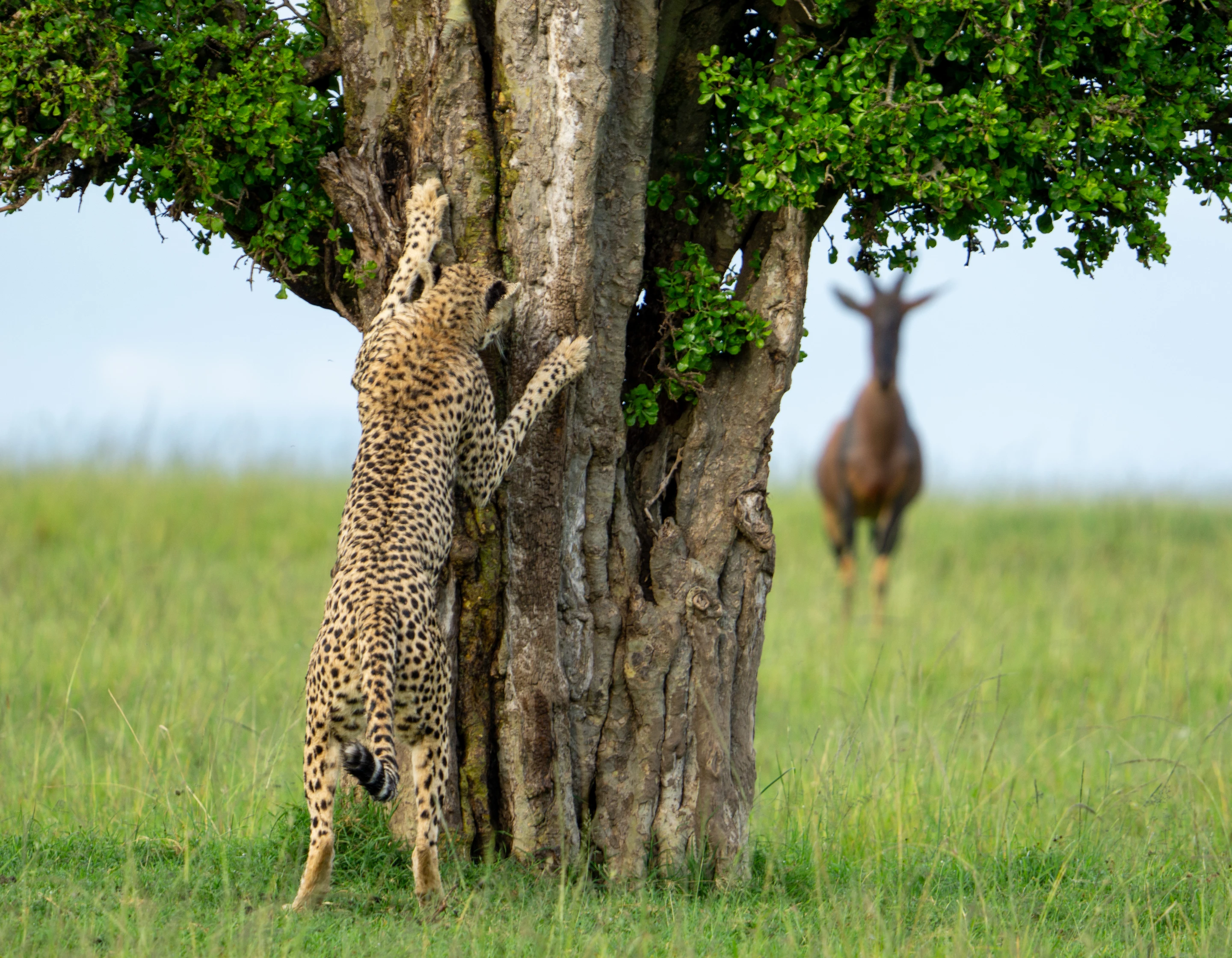 "Hide and seek" – Leslie McLeod