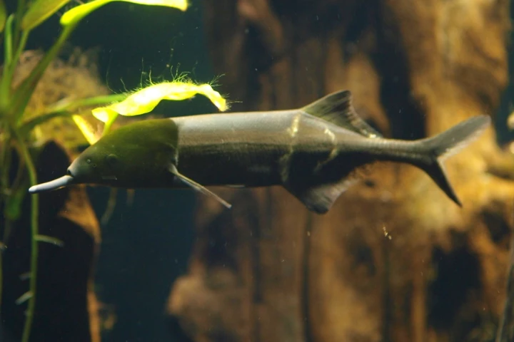 The elephantnose fish actually has a long chin, which it uses to detect its own electrical signals