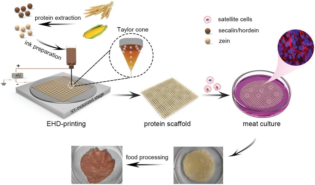 A diagram of the prolamin/zein-ink scaffold production process