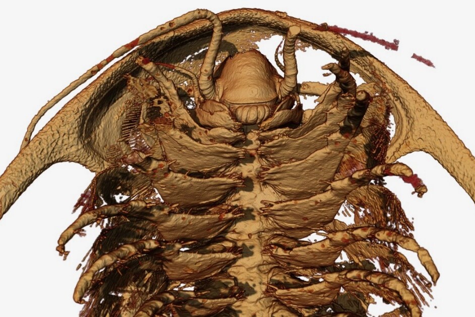 An X-ray reconstruction of the head and anterior trunk limbs of the trilobite Protolenus