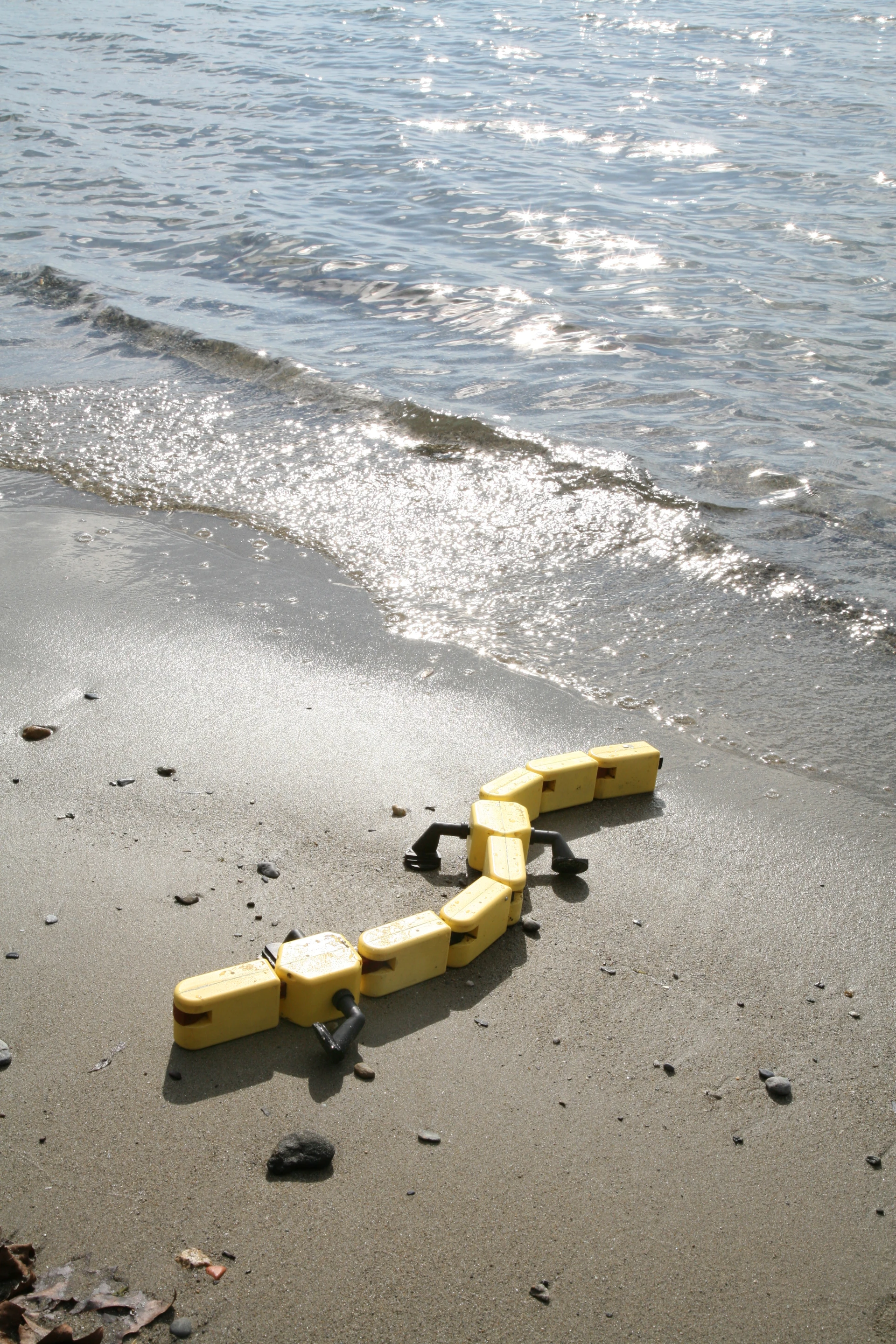 When researchers developed the Salamandra robotica II, they tried to replicate the movement of a salamander to build a robot that can walk or crawl on land as easily as it swims in the water (Photo Credit: A. Herzog, Biorobotics Laboratory, EPFL)