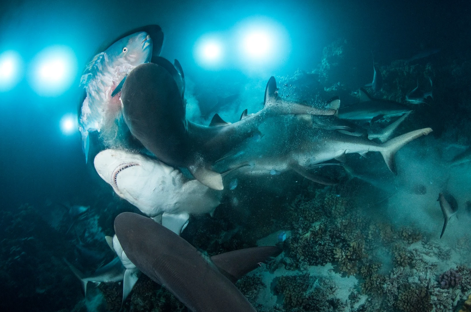 4th Place in the Marine Life Behavior category. A parrotfish runs the gauntlet between grey reef sharks