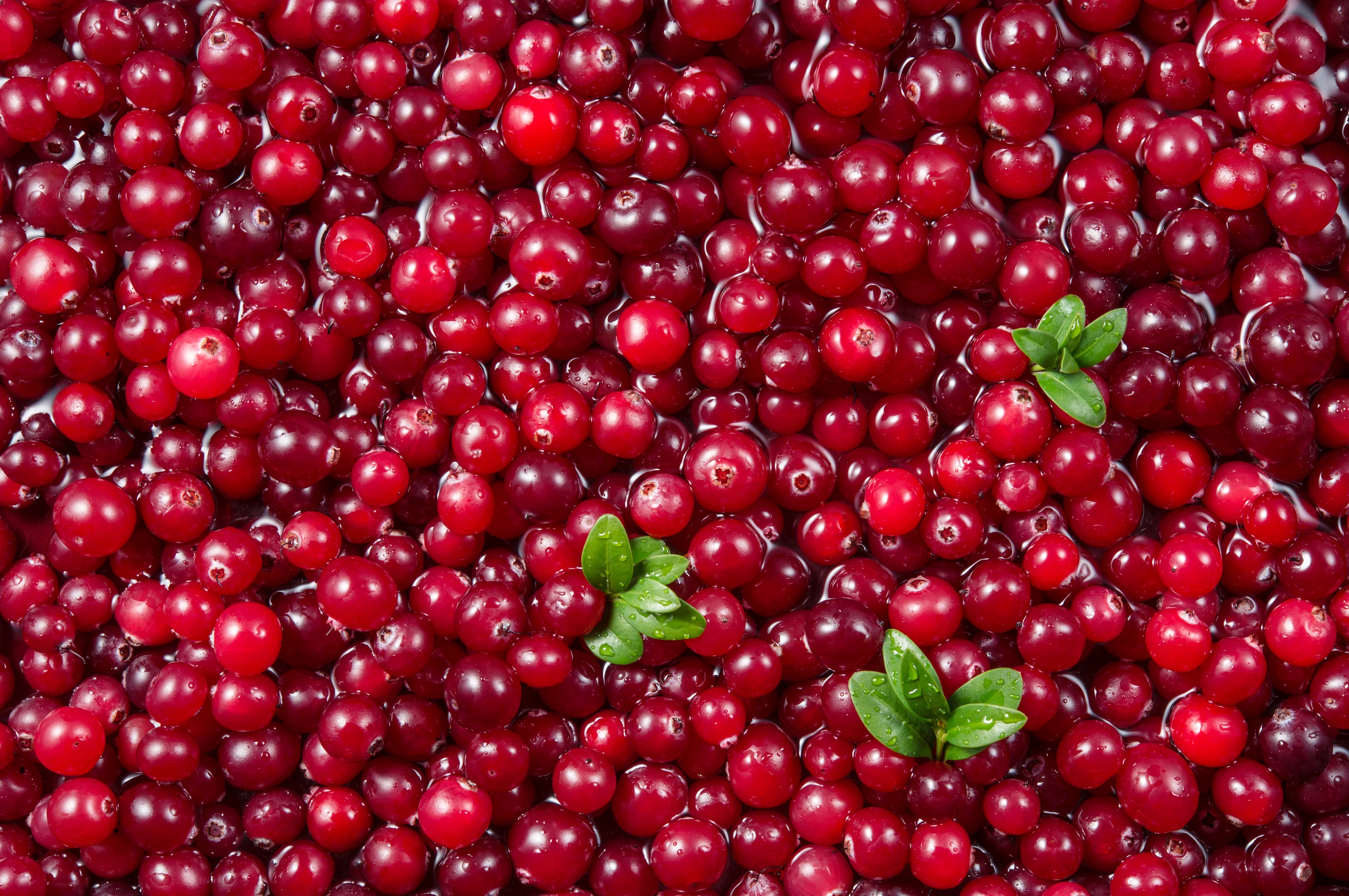 The findings indicate daily cranberry powder consumption may benefit cardiovascular health