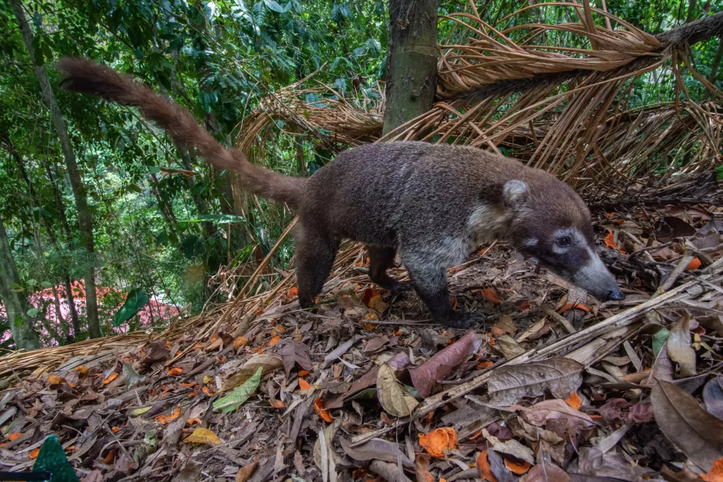 Scientists have found that terrestrial mammals, such as coatis, play an important role in reforestation