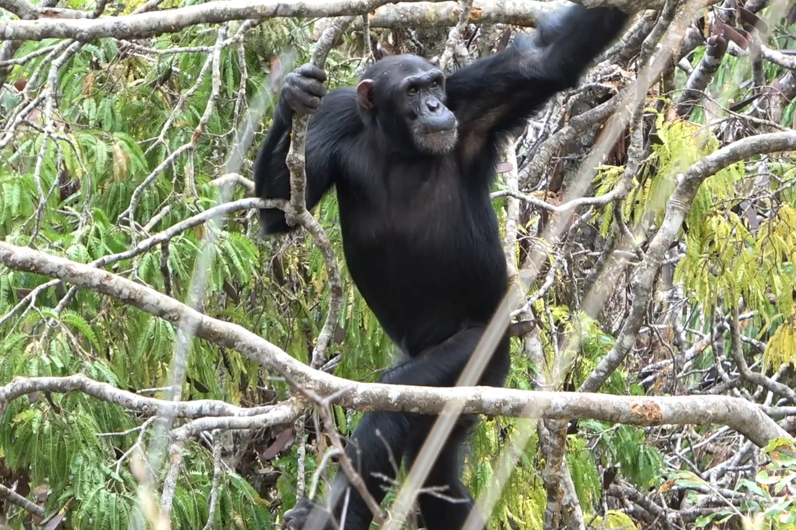 Despite living in a mixed woodland/grassland environment, the chimpanzees observed in the study spent just as much time in the trees as chimps living in tropical forests