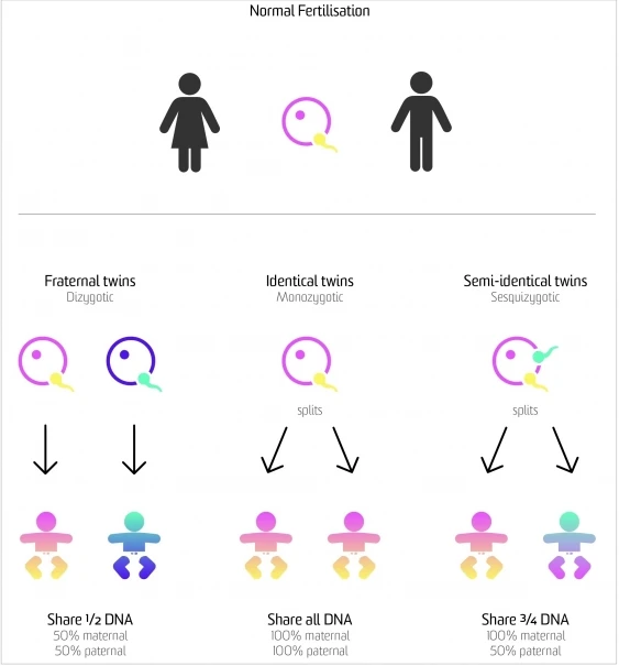 A diagram illustrating the different types of twins