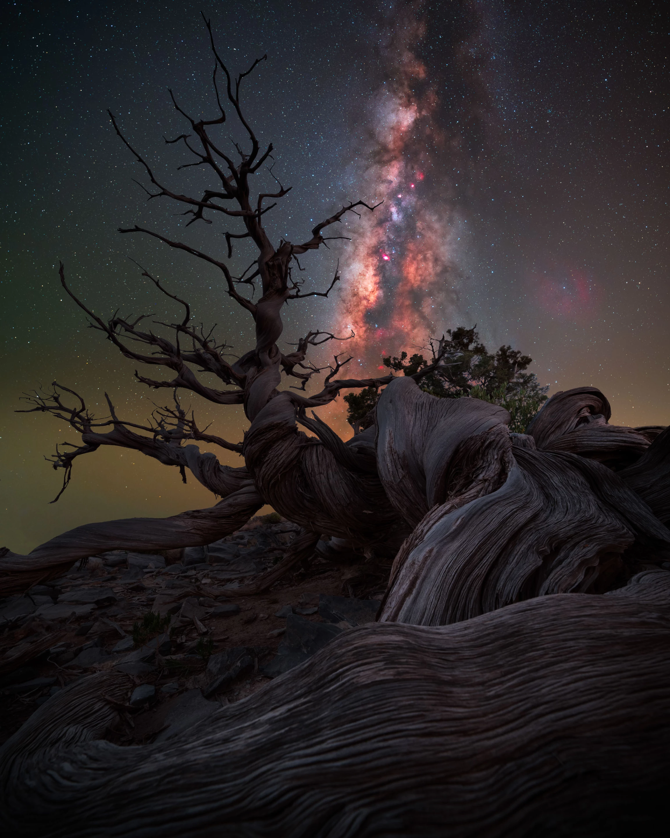 Mother Juniper by Benjamin Barakat, taken in Oman. An ancient juniper tree aligns with the Milky Way