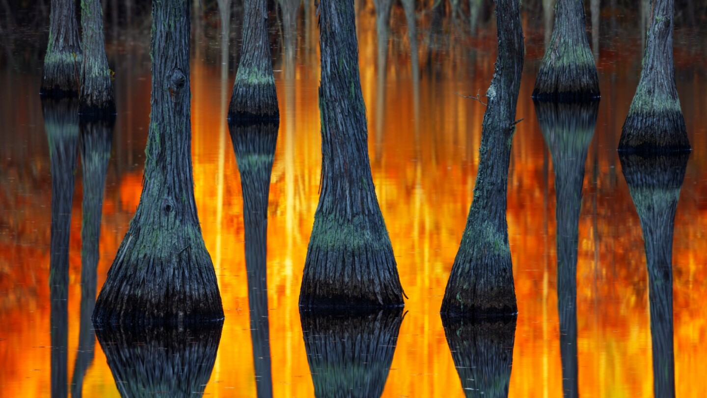 Autumnal Abstract - Winner of the best single landscape photographer of the year