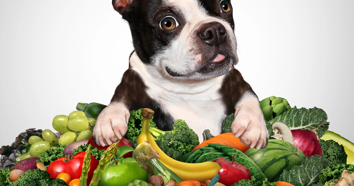 Vegan dog food offers nutrition similar to meat-based Vegan dog food offers nutrition similar to meat-based