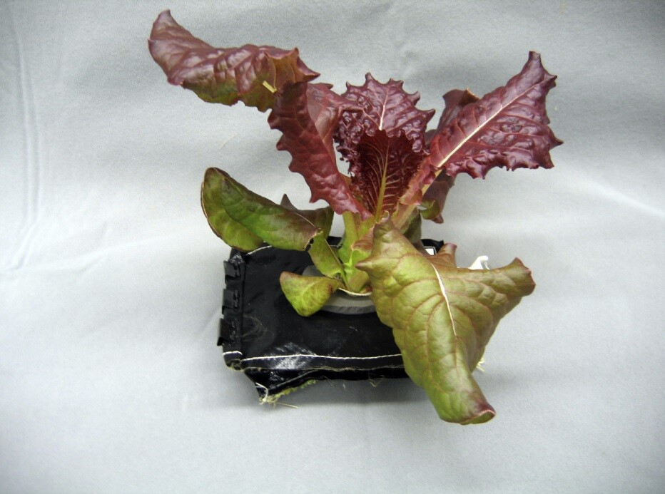 Veggie uses "rooting pillows" to grow plants (Photo: NASA)