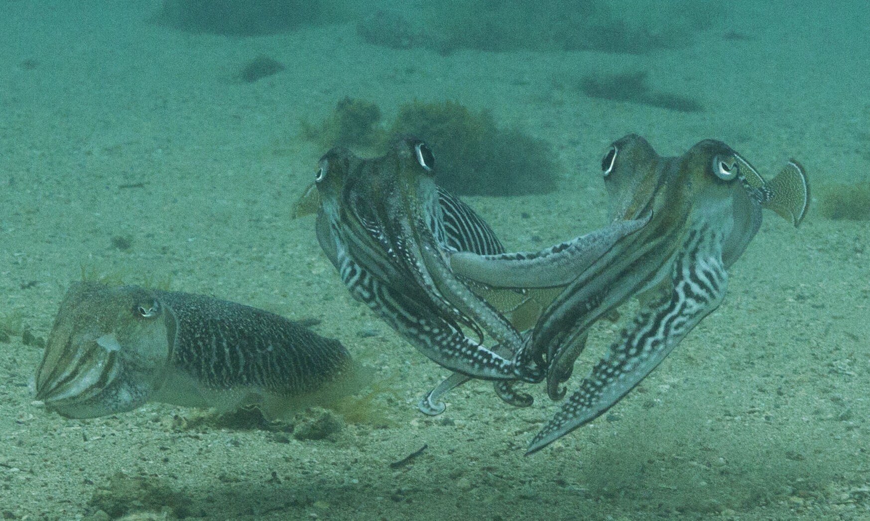 Video captures cuttlefish going wild in the wild