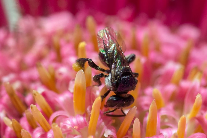 Honey from this species of Australian stingless bee has remarkable antimicrobial properties