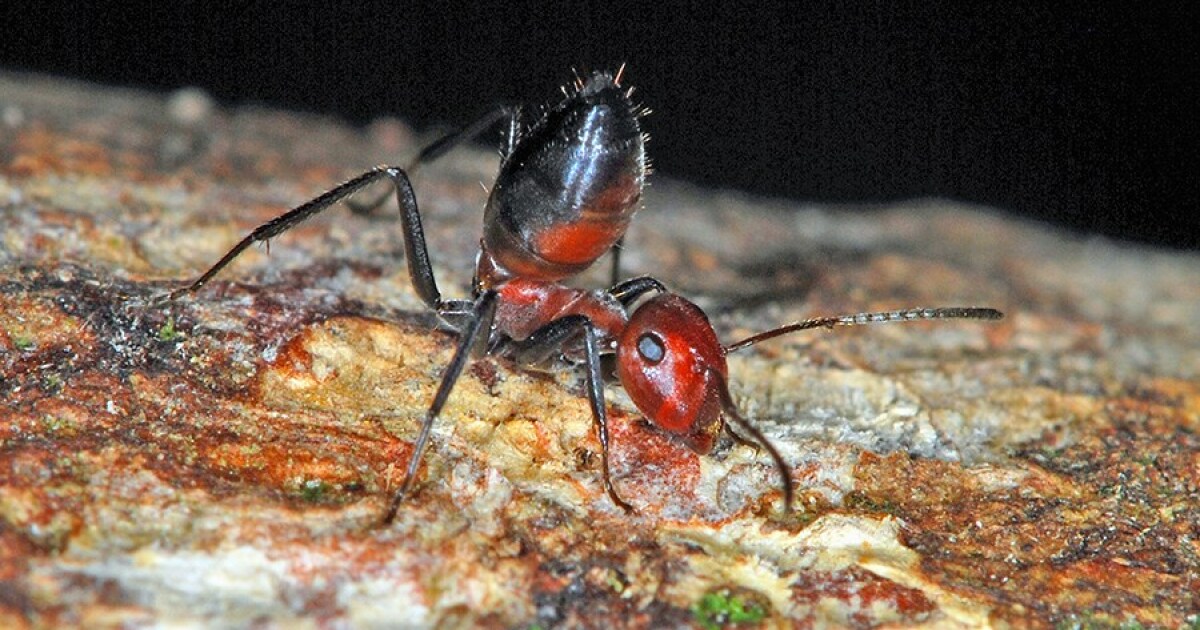Newly discovered exploding ant sacrifices itself for the colony
