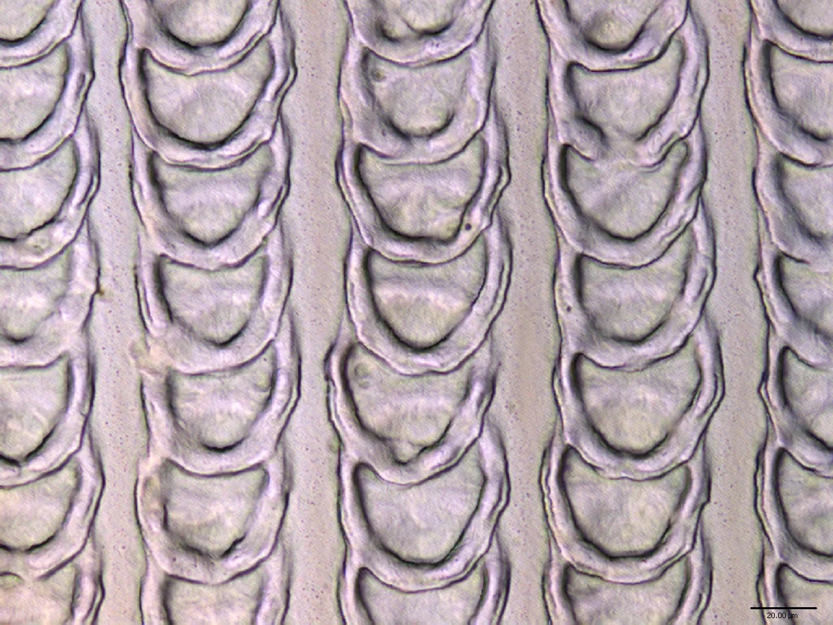 Bio-inspired scale-like surface morphology akin to a sand skink lizard