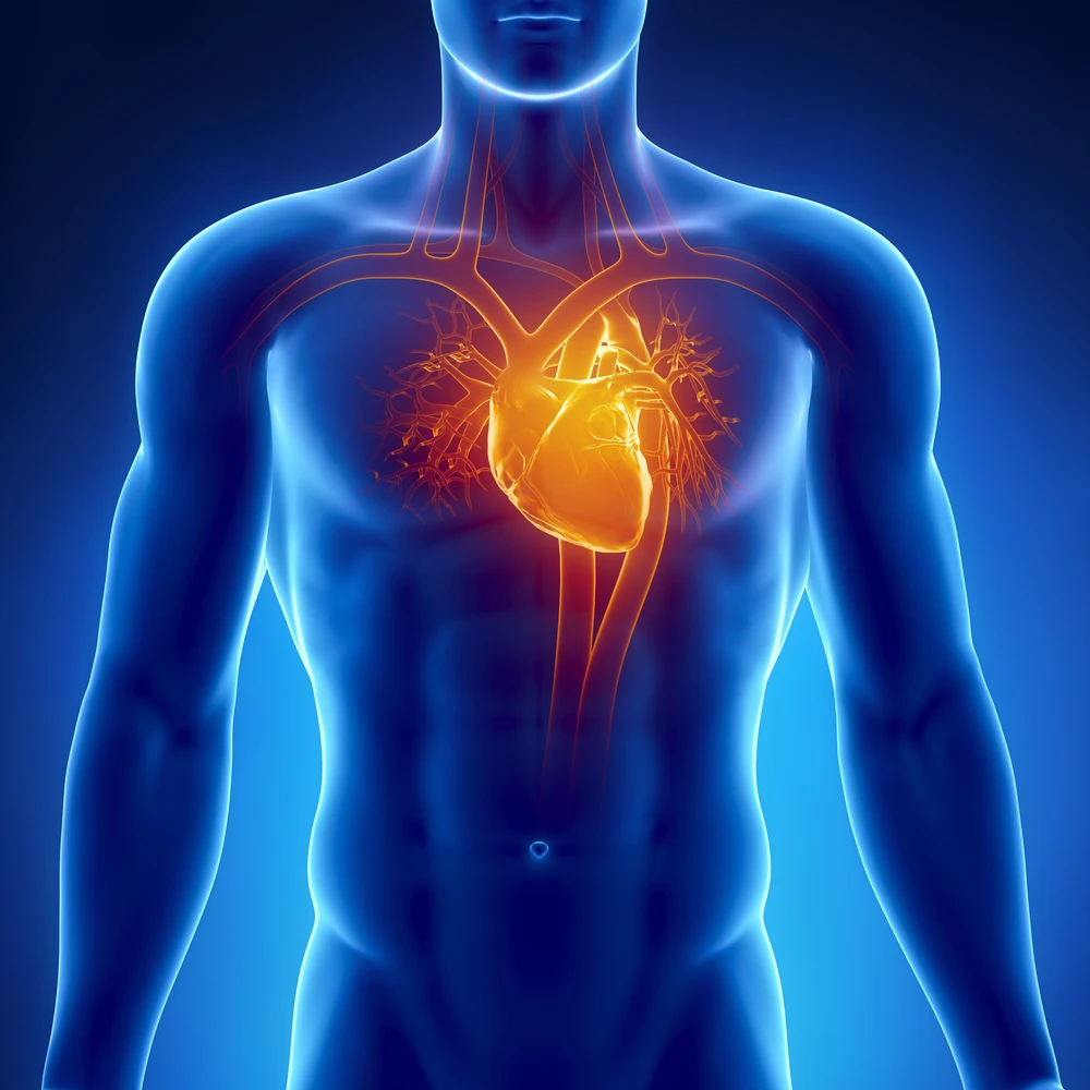 Ordinary heart cells have been transformed into working replicas of SAN cells, which allow the heart to beat (Image: Shutterstock)