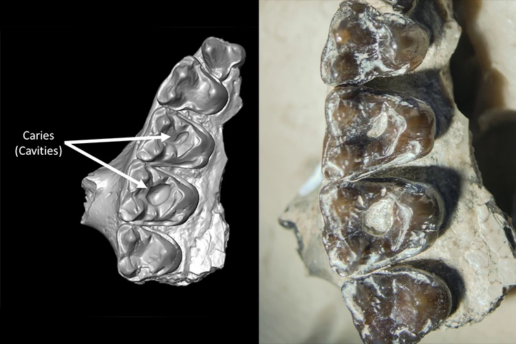 Micro-CT scans of ancient fossils have revealed the oldest-known mammal cavities