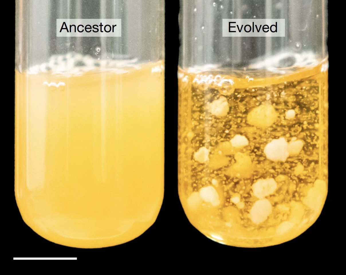 Snowflake yeast cells were grown from clusters of about 100 cells (left) to half a million cells (right) through the team's evolution experiment