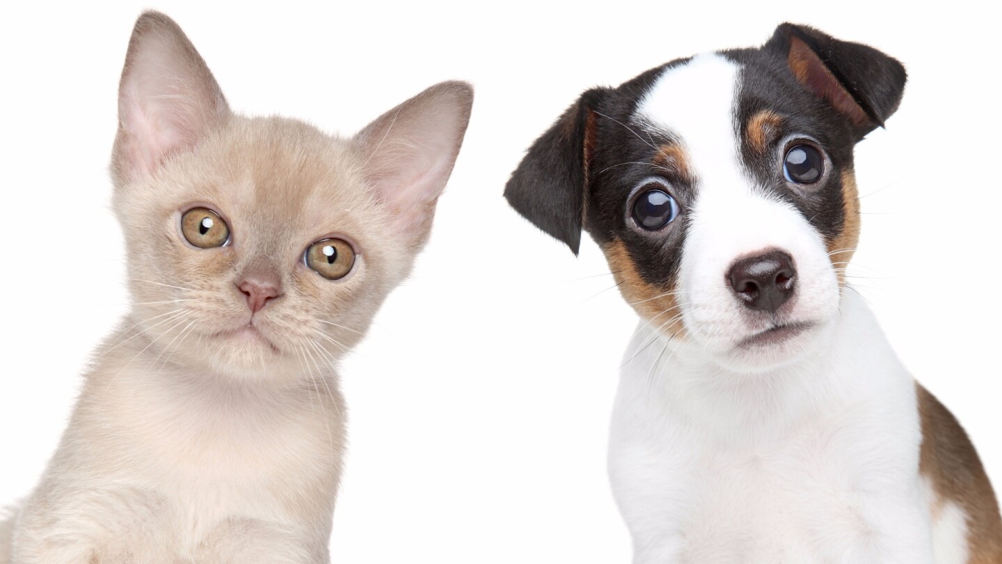 Dogs won out overwhelmingly with approximately 530 million cortical neurons