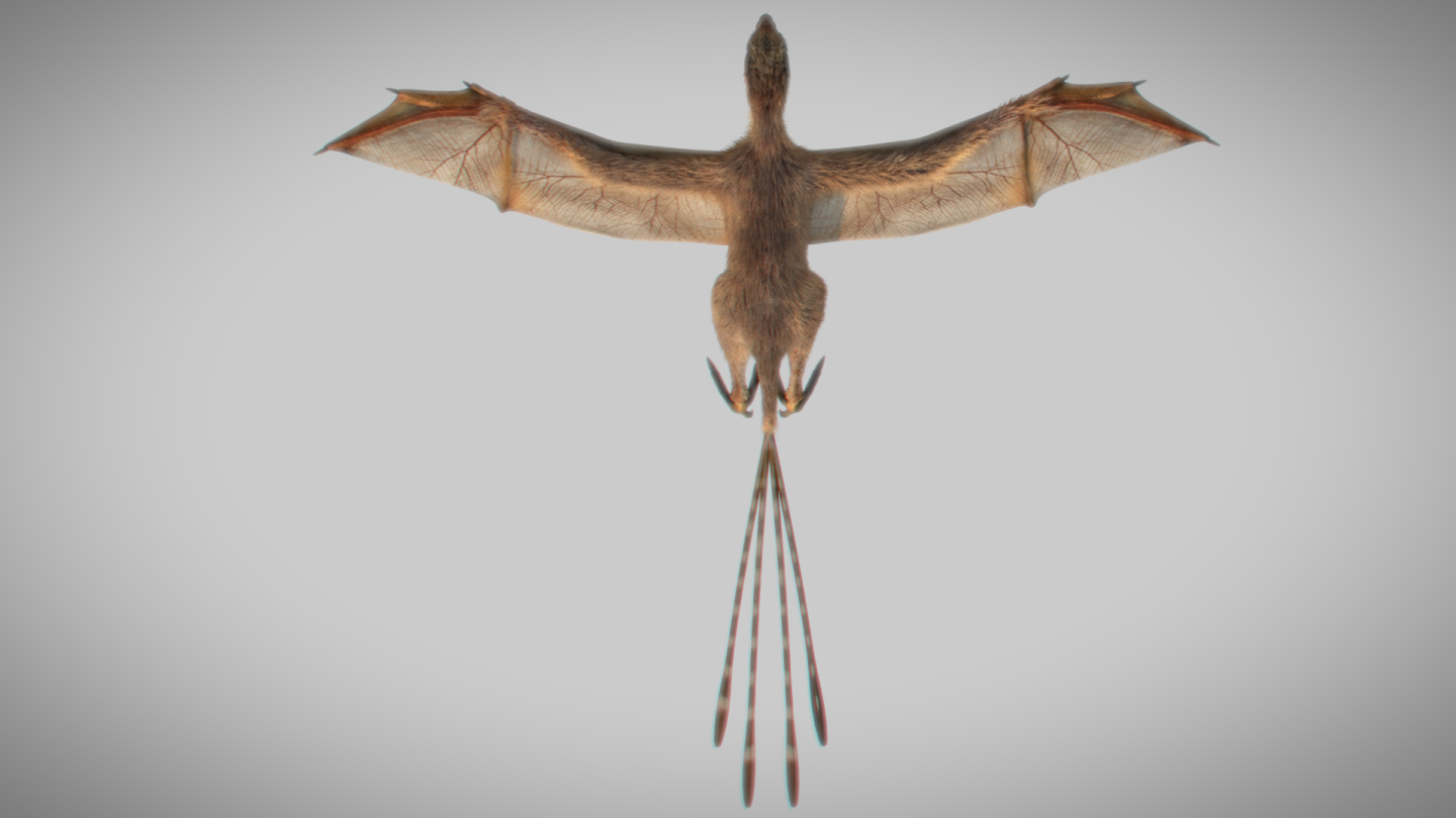 Ambopteryx longibrachium looked like a strange cross between a bird, a bat and a therapod dinosaur