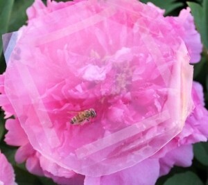 The smart skin's creators say it is sensitive enough to detect a honeybee flying toward or away from it
