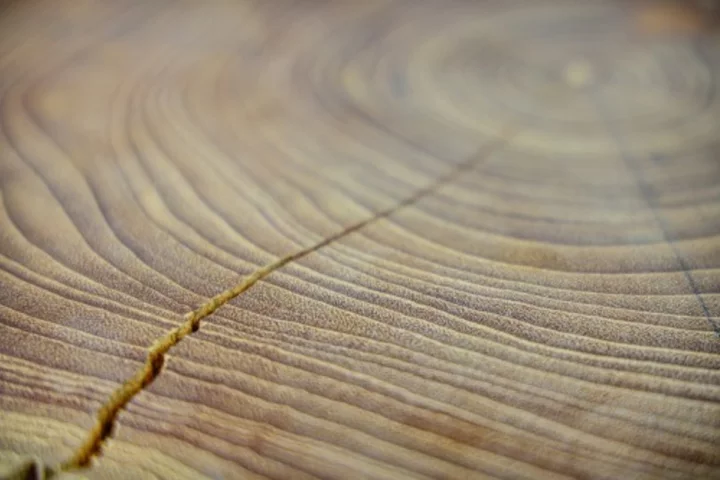 Tree growth rings were a key factor in improving the accuracy of radiocarbon dating