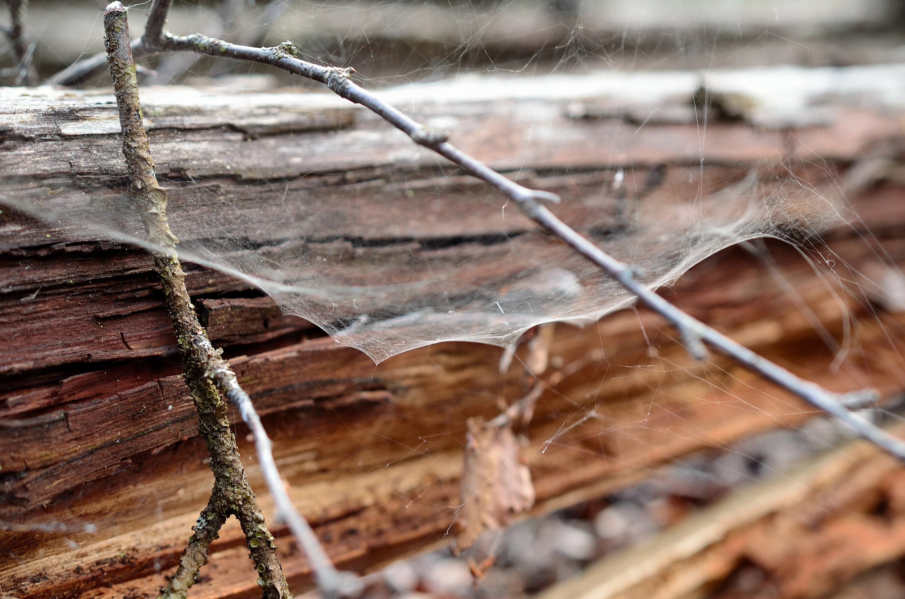 The substance is composed of birch cellulose fibers and spider silk adhesive – the latter of which is actually produced by genetically-altered bacteria