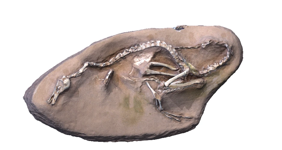 The Halszkaraptor was an amphibious predatory dinosaur