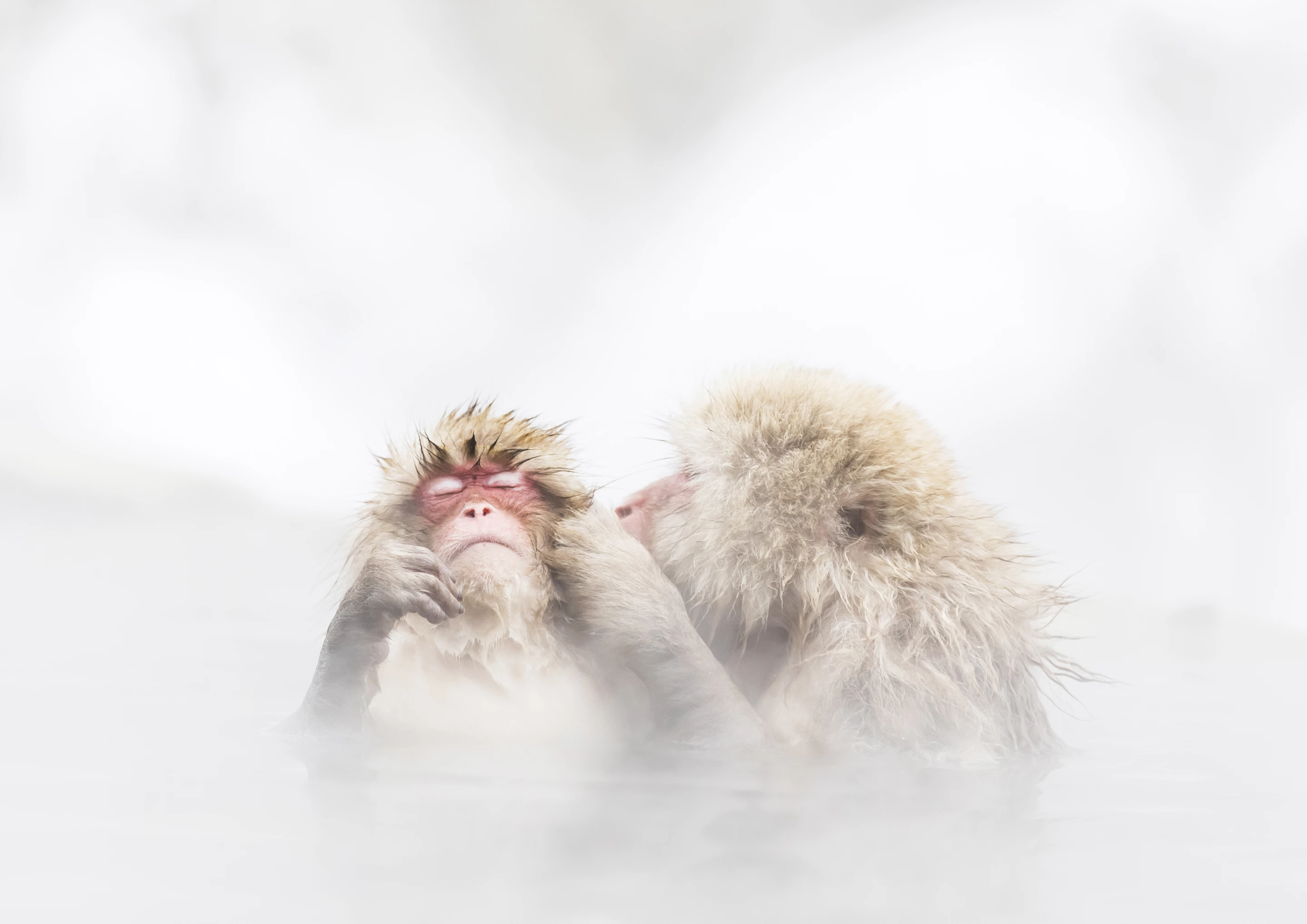 Honorable Mention - Hot Kiss. A monkey entering a Japanese hot spring
