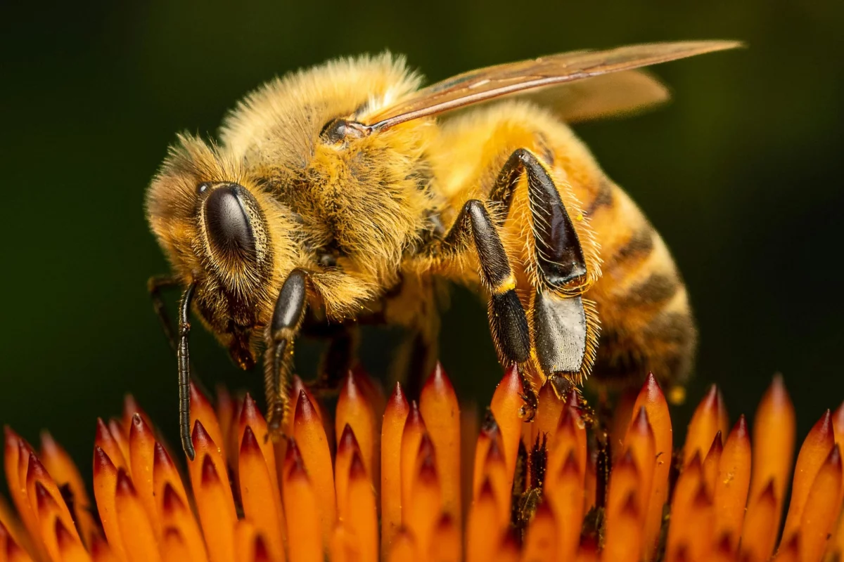 Close up of a honeybee on a red flower