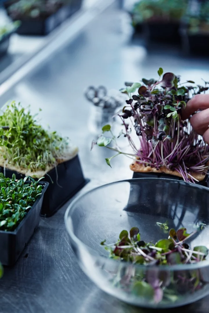 Some of the salads made with hydroponic micro greens