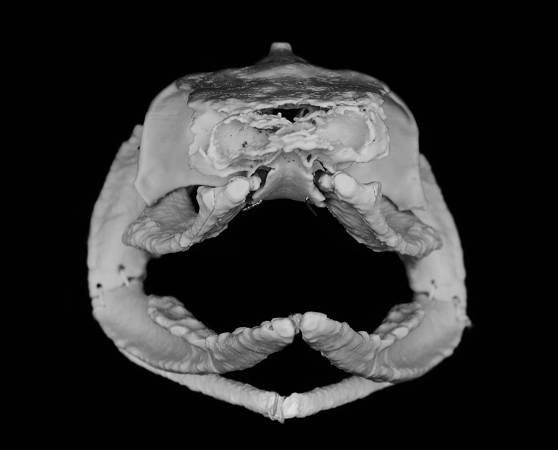 Study suggests ancient sharks fed with a split, rotating lower jaw