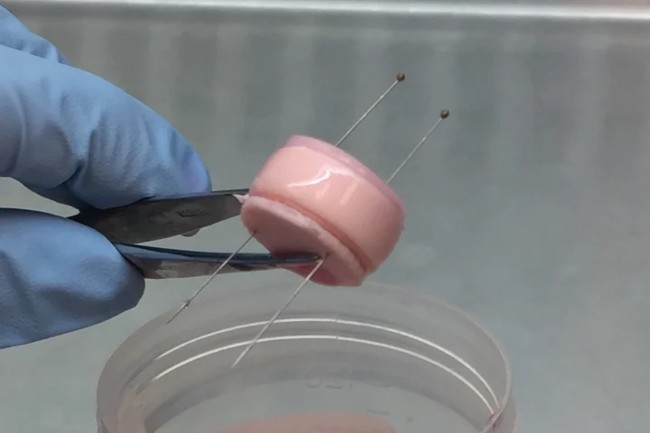 One of the goat-size eDAPS, prior to implantation