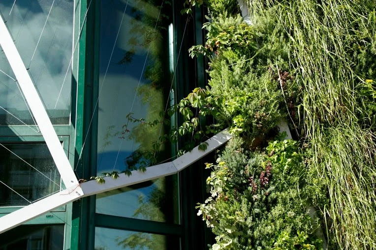 Climbing plants begin to grow along the frame