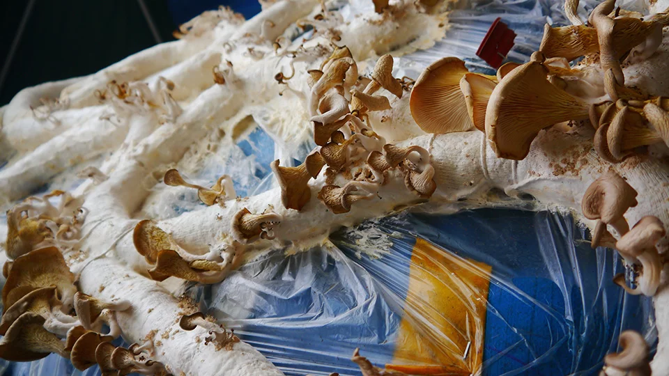 The fungus in the material remains alive and produces edible oyster mushrooms