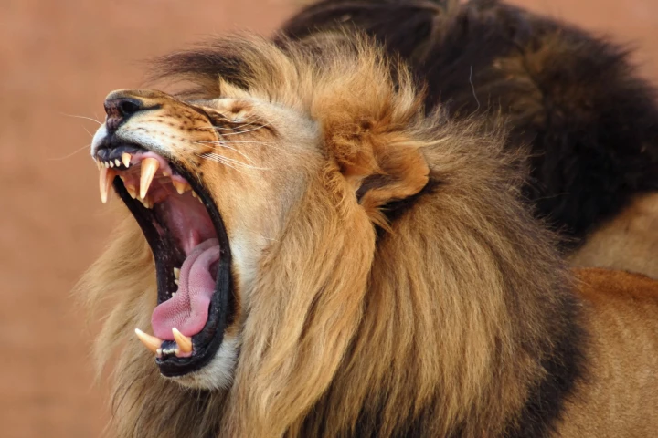 Some African lions aren't too happy about the arrival of big-headed ants to their feeding grounds